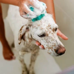 Cepillo de baño para perros - The Doog Life