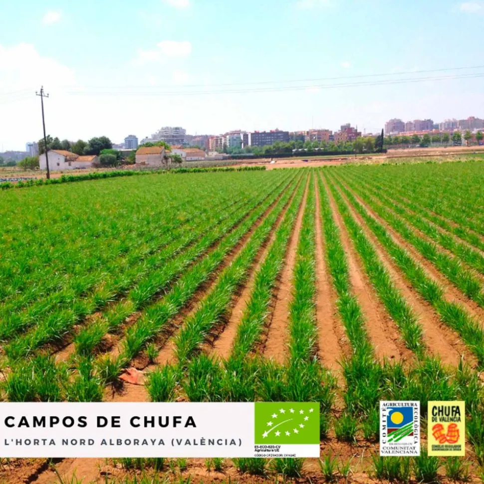 Chufa ecológica - Món Orxata