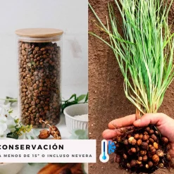 Chufa ecológica - Món Orxata