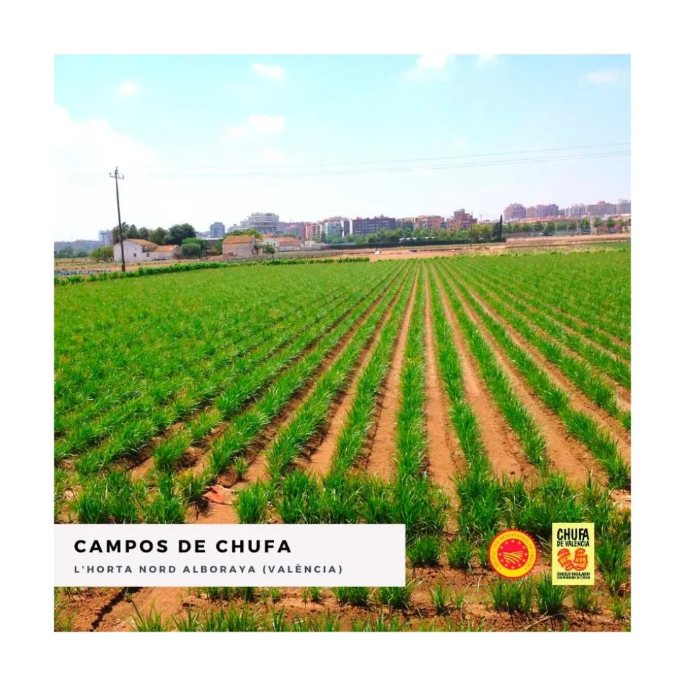 Chufa molida ecológica, 1 kg - Món Orxata