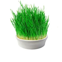 Germinador de hierba de trigo