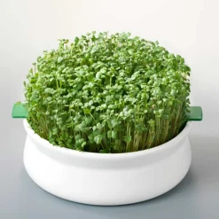 Germinador de plato 13,5 cm