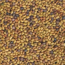 Mezcla de semillas de alfalfa y rúcula para germinar ecológicas - Germ'line