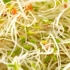 Mezcla de semillas de alfalfa y rúcula para germinar ecológicas - Germ'line