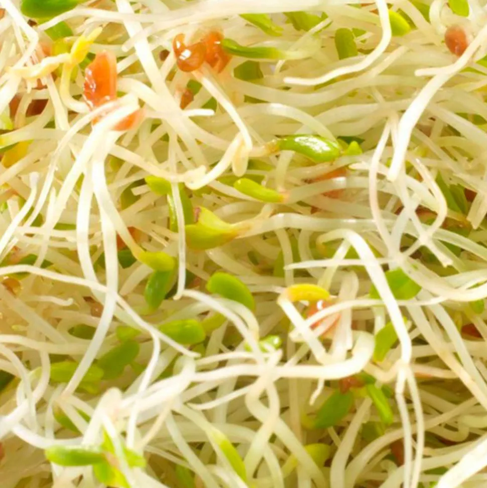 Mezcla de semillas de alfalfa y rúcula para germinar ecológicas - Germ'line