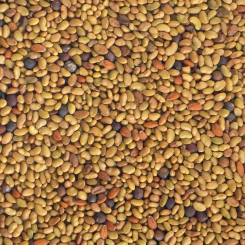 Mezcla de semillas de alfalfa, berro y col para germinar ecológicas - Germ'line