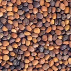 Mezcla de 4 variedades de semillas de rábano para germinar ecológicas - Germ'line