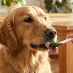 Pasta de dientes natural para mascotas, 100 g - The Doog Life