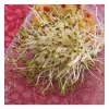 Semillas de alfalfa para germinar ecológicas - Sonnentor