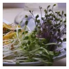 Semillas de brócoli calabrese para germinar, ecológicas