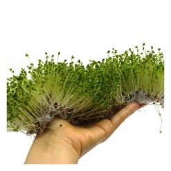 Semillas de brócoli calabrese para germinar, ecológicas