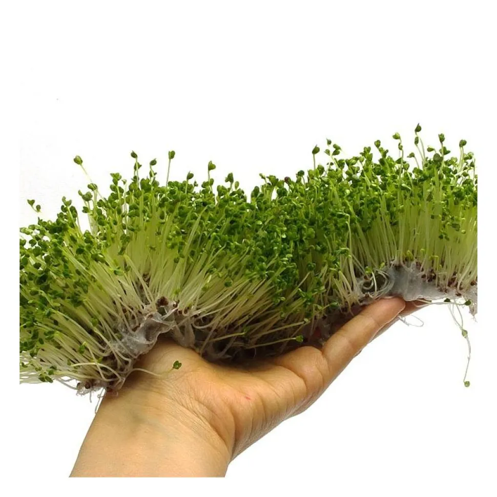 Semillas de brócoli raab para germinar, ecológicas