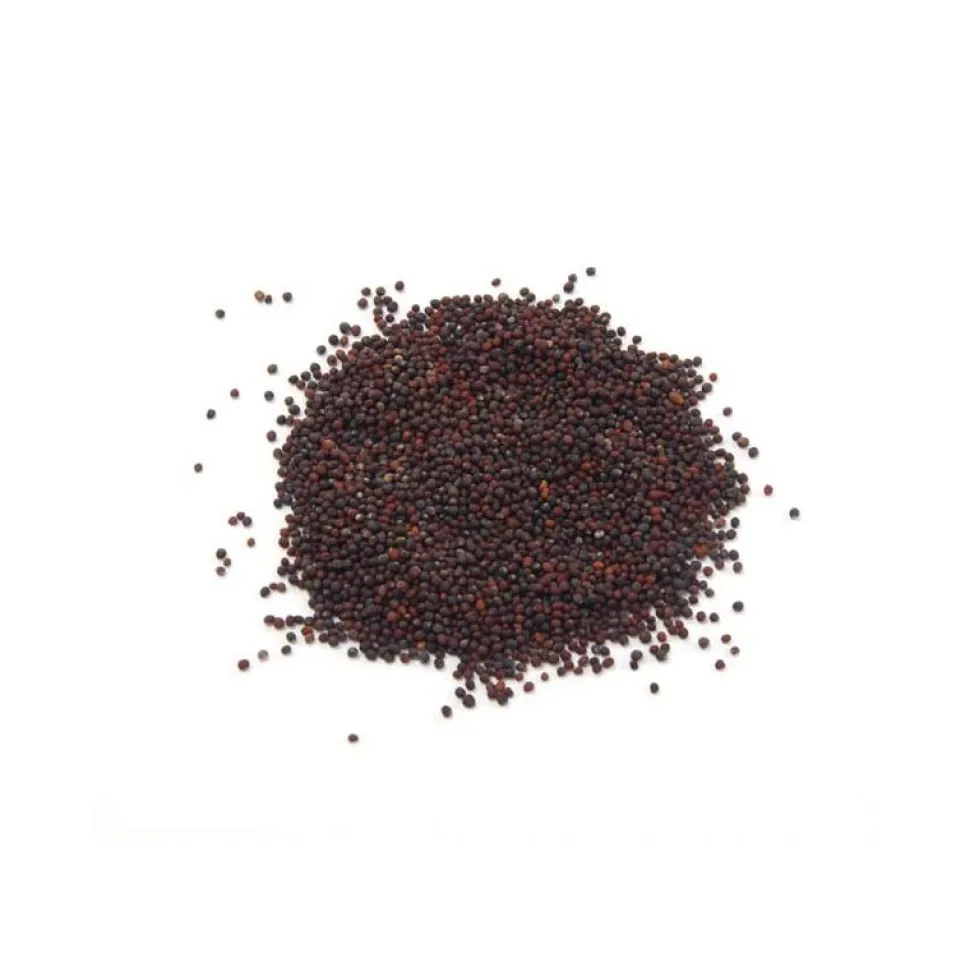 Semillas de brócoli raab para germinar, ecológicas