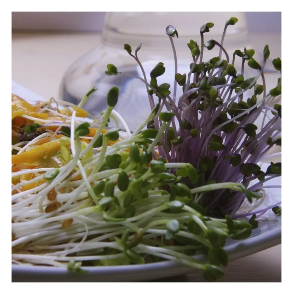 Semillas de brócoli raab para germinar, ecológicas