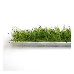 Semillas de cebolla para germinar, ecológicas