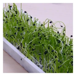 Semillas de cebolla para germinar, ecológicas