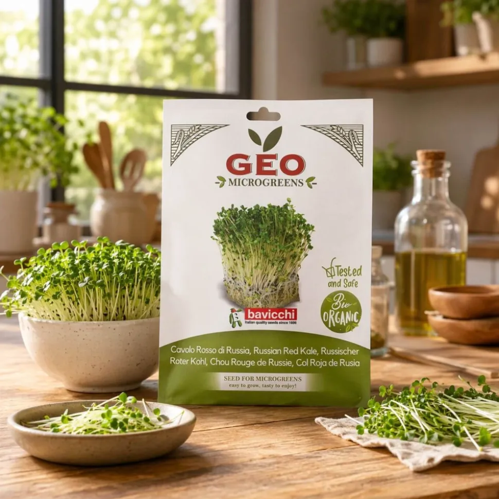 Semillas de col rizada roja de Rusia para microgreens ecológica, 15 g - Bavicchi GEO