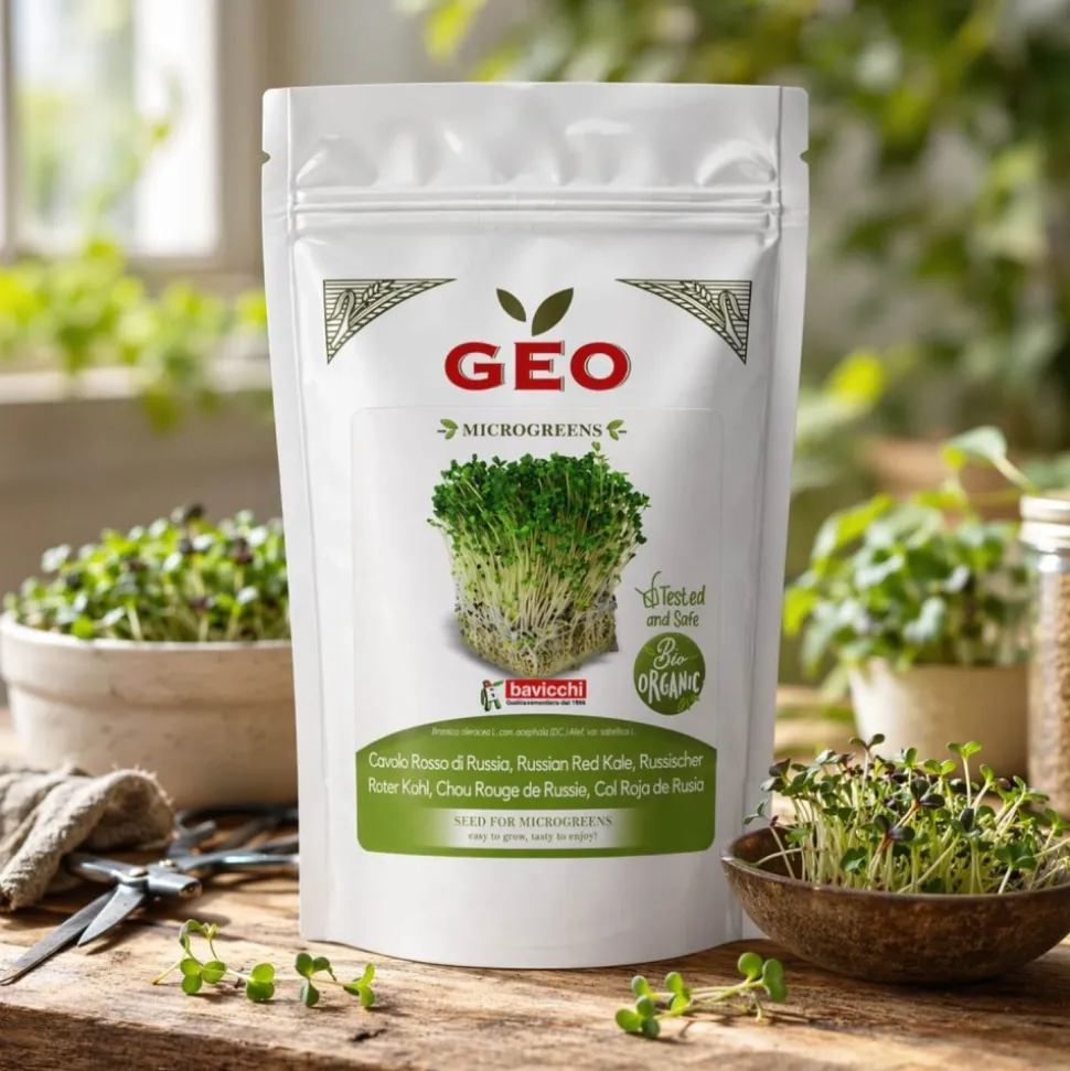 Semillas de col rizada roja de Rusia para microgreens ecológicas, 300 g - Bavicchi GEO