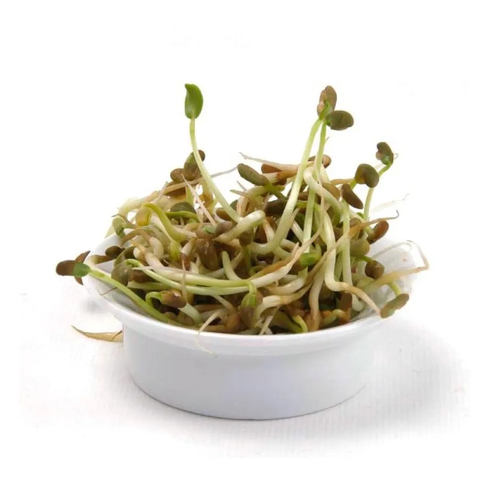 Semillas de fenogreco para germinar ecológicas - Sonnentor