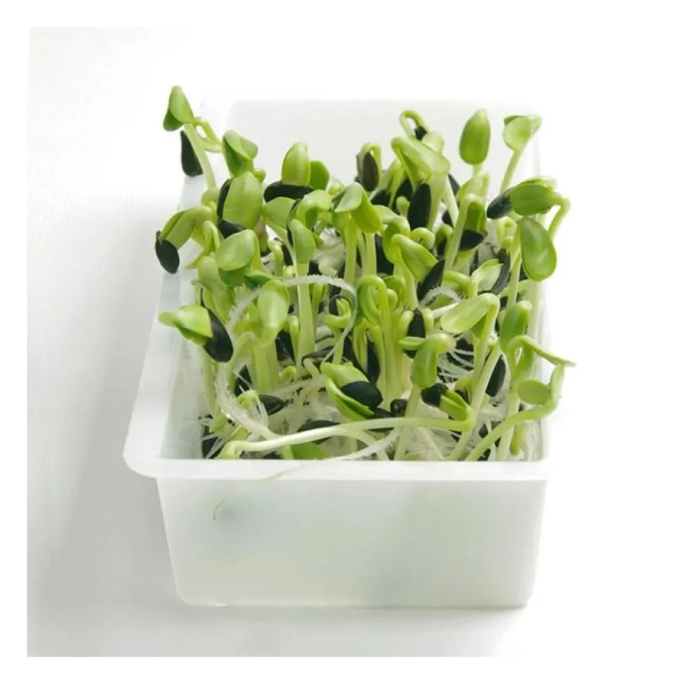 Semillas de girasol para germinar ecológicas