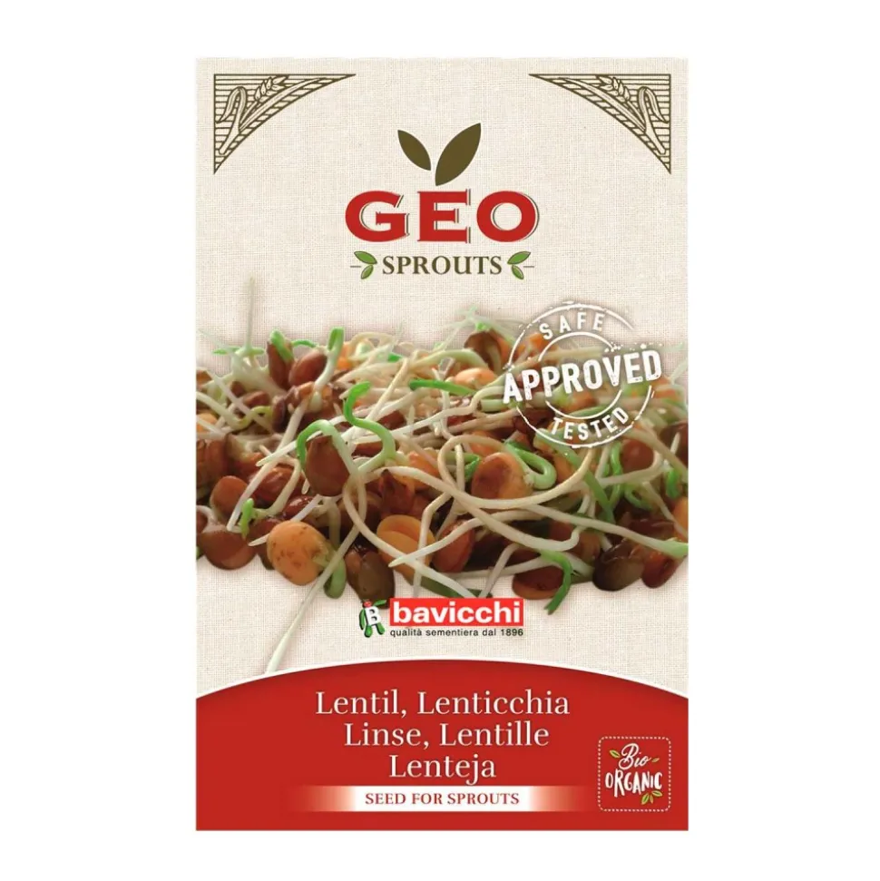 Semillas de lentejas para germinar ecológicas - Bavicchi GEO