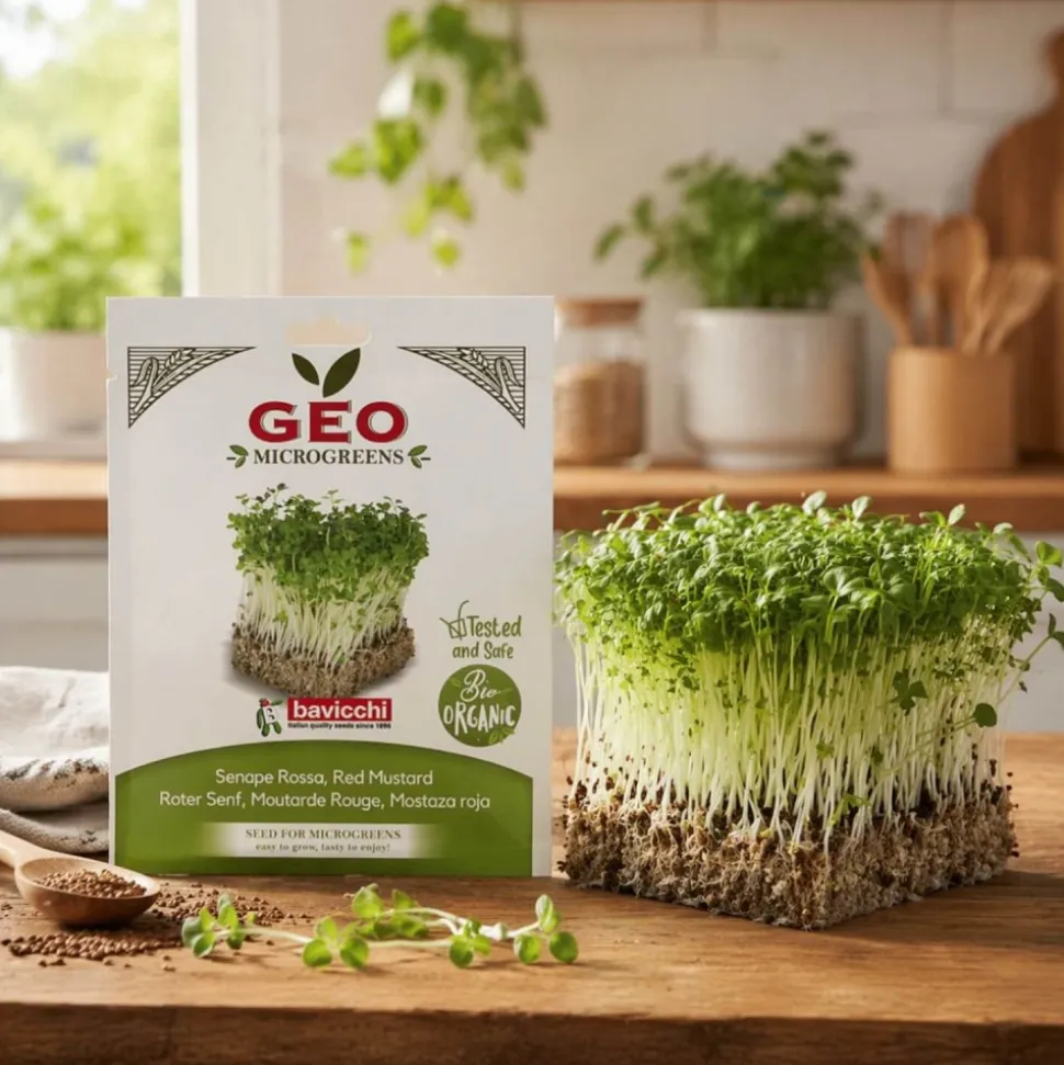 Semillas de mostaza roja para microgreens ecológicas, 200 g - Bavicchi GEO