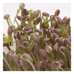 Semillas de mungo para germinar ecológicas - Sonnentor