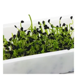 Semillas de puerro para germinar, ecológicas - Germline