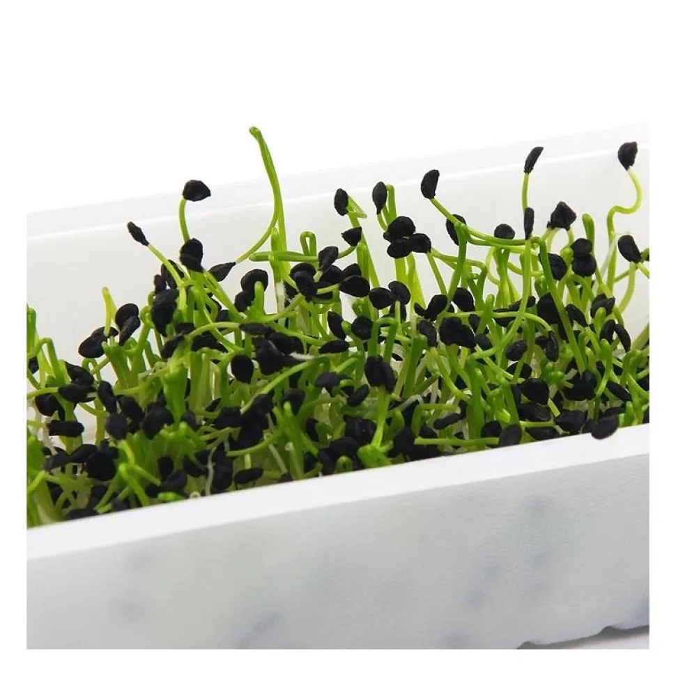 Semillas de puerro para germinar, ecológicas - Germline