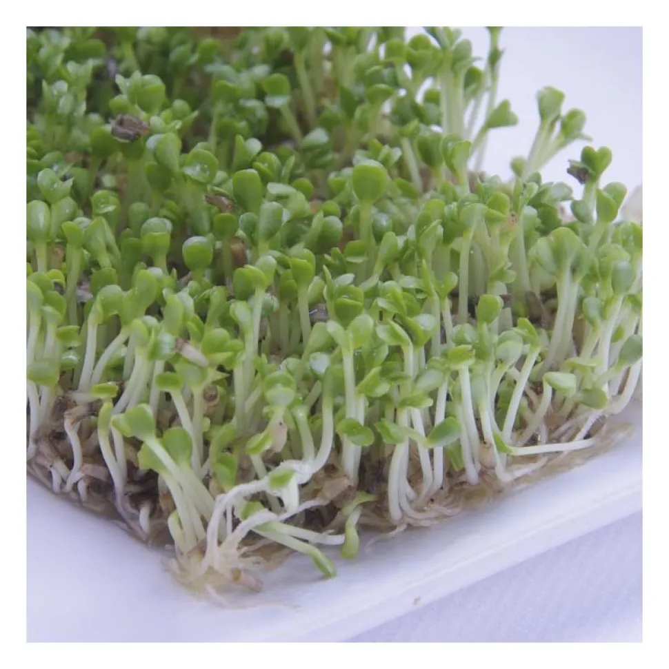 Semillas de rúcula para germinar ecológicas - Sonnentor