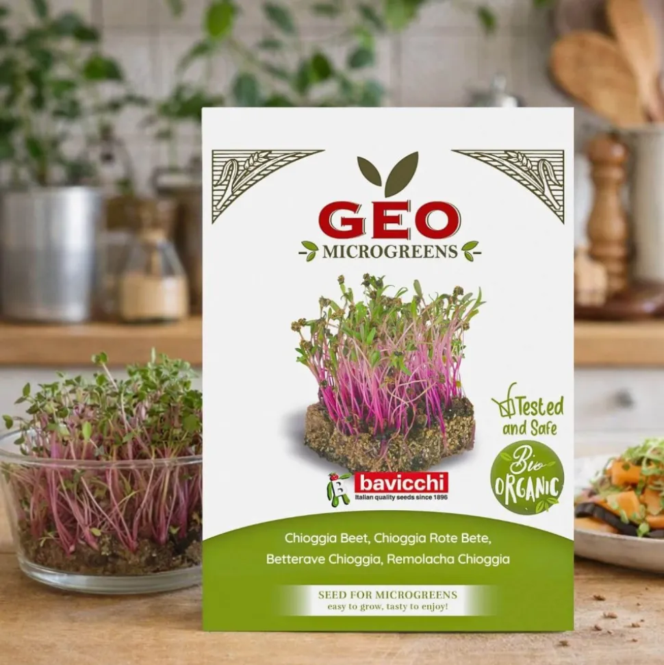 Semillas de remolacha Chioggia para microgreens ecológicas, 15 g - Bavicchi GEO