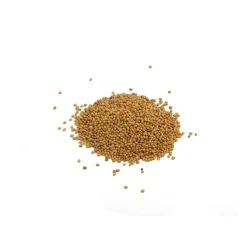 Semillas de trébol encarnado para germinar, ecológicas - Sonnentor