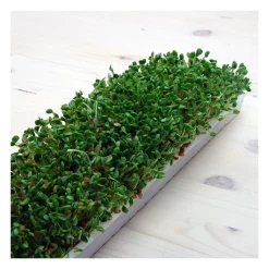 Semillas de trébol encarnado para germinar, ecológicas - Sonnentor