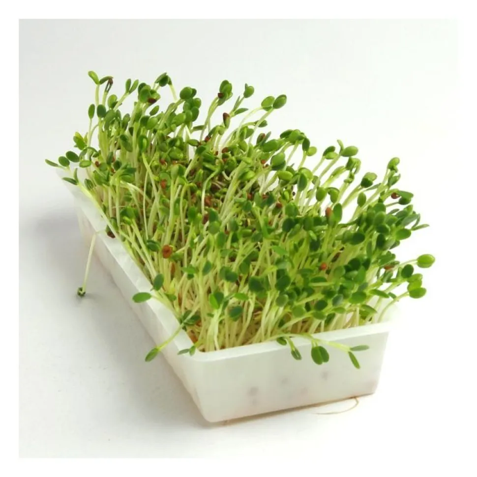 Semillas de trébol encarnado para germinar, ecológicas - Sonnentor